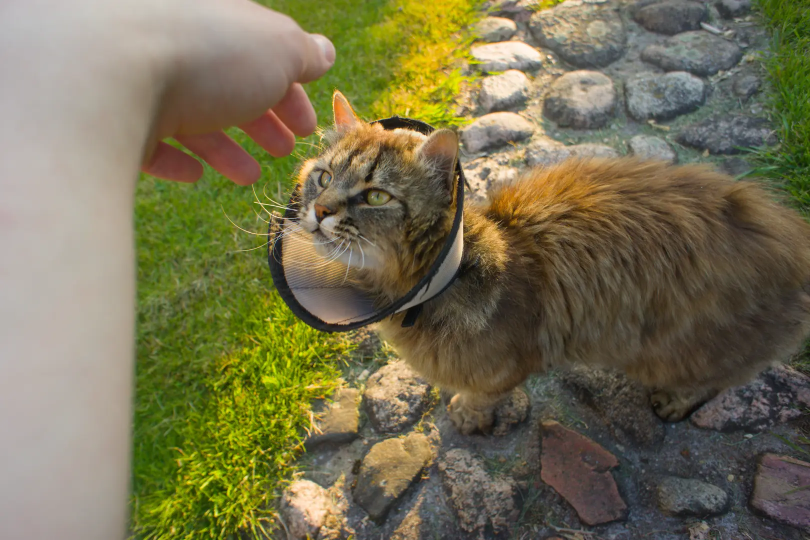 A fluffy cat wearing round glasses