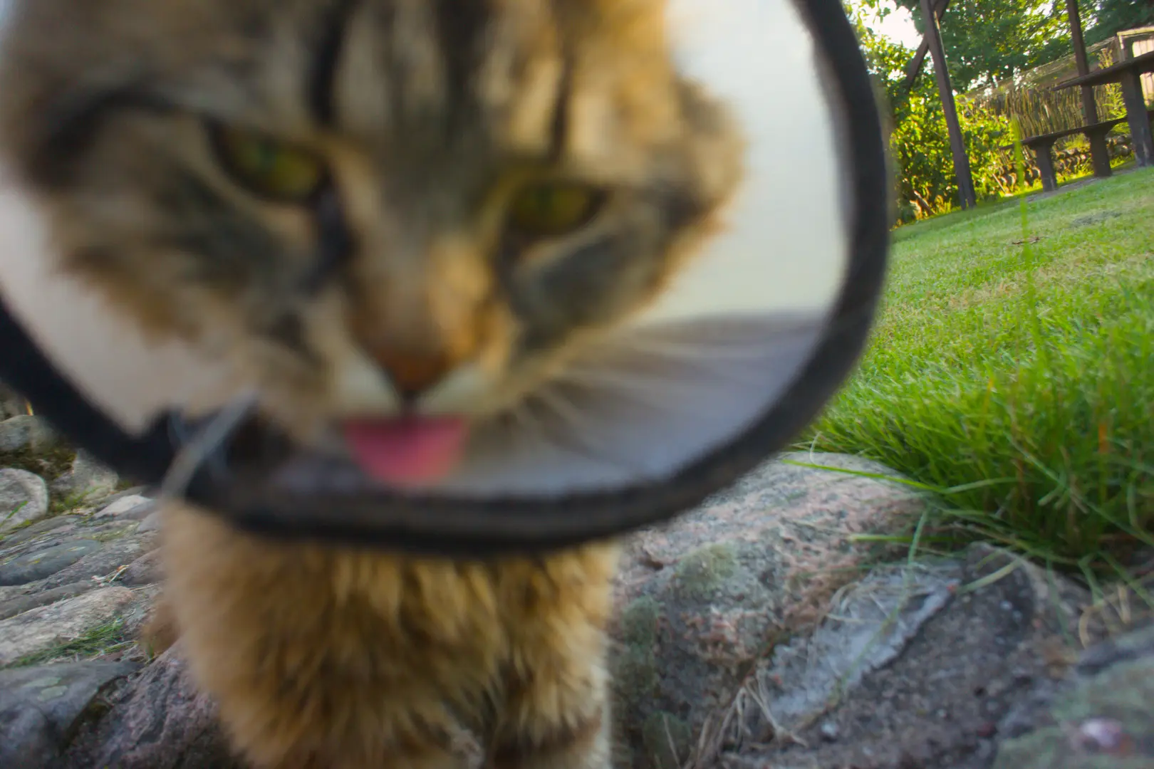 A fluffy cat peering through a magnifying glass