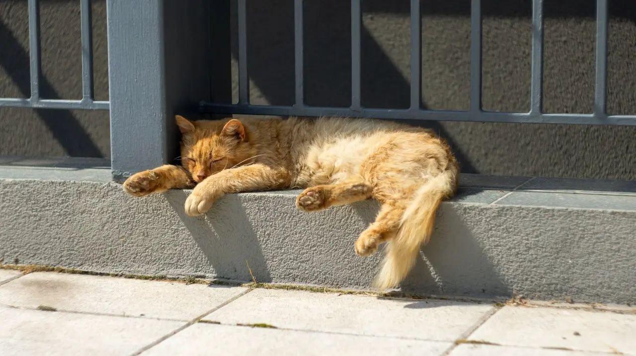 Sleepy orange cat